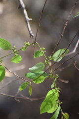 Karwinskia humboldtiana