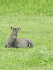 Boselaphus tragocamelus