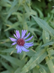 Canadanthus modestus