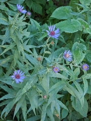 Canadanthus modestus