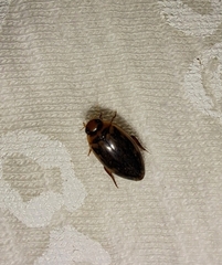 Coptotomus