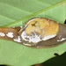 Cucullarion albimaculosus - Photo 由 Edward L. Ruden 所上傳的 (c) Edward L. Ruden，保留部份權利CC BY-NC