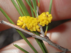 Acacia burkittii