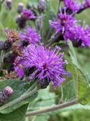 Vernonia missurica