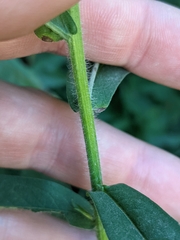 Canadanthus modestus