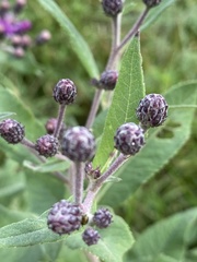 Vernonia missurica