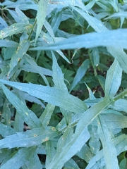 Canadanthus modestus