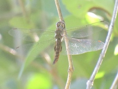 Pantala hymenaea