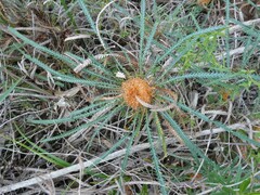 Banksia dallanneyi