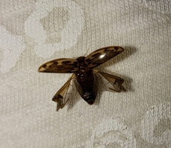Coptotomus