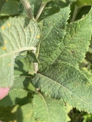 Vernonia missurica