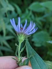 Canadanthus modestus