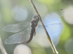 Pantala hymenaea