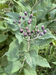 Vernonia missurica