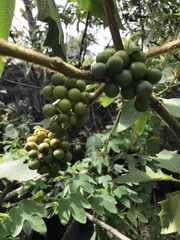 Solanum chrysotrichum