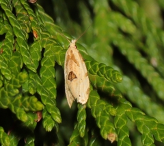 Aethes angustana