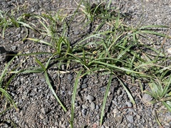 Cyperus rotundus