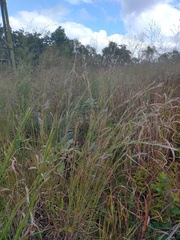 Andropogon ternarius
