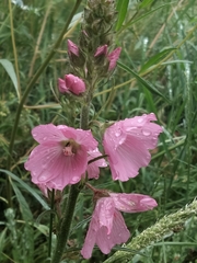 Sidalcea