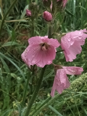 Sidalcea