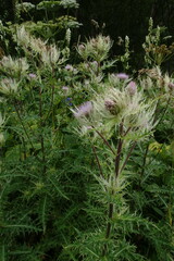 Cirsium obvallatum