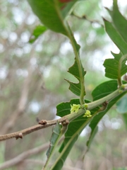 Glochidion philippicum