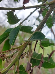 Glochidion philippicum