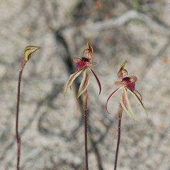 Caladenia cardiochila