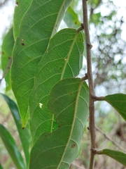 Glochidion philippicum