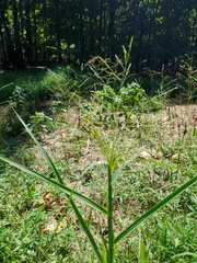 Panicum dichotomiflorum