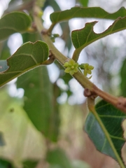 Glochidion philippicum