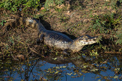 Caiman yacare