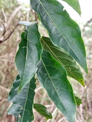 Glochidion philippicum