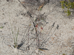 Caladenia cardiochila