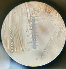 Adelphella babingtonii