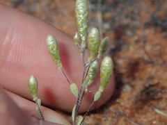 Gnephosis tenuissima