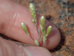 Gnephosis tenuissima