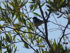 Microspingus melanoleucus