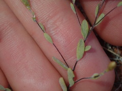 Gnephosis tenuissima