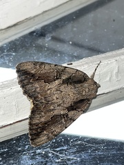 Acronicta lobeliae