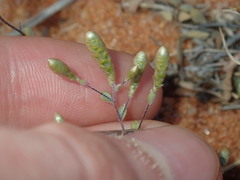 Gnephosis tenuissima