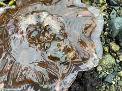 Cyanea ferruginea