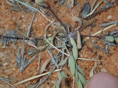 Gnephosis tenuissima