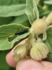 Agrilus lacustris