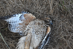Buteo lineatus elegans