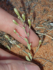 Gnephosis tenuissima