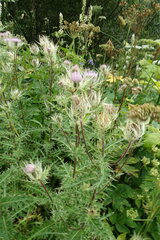 Cirsium obvallatum