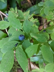 Vaccinium ovalifolium