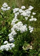 Achillea millefolium