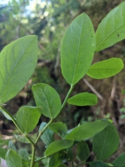 Vaccinium ovalifolium